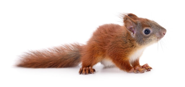 Eurasian red squirrel isolated on white background