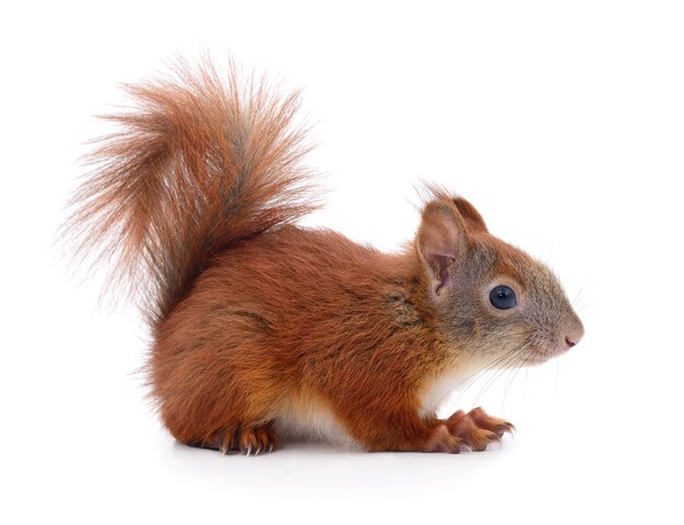 Eurasian red squirrel isolated on white background