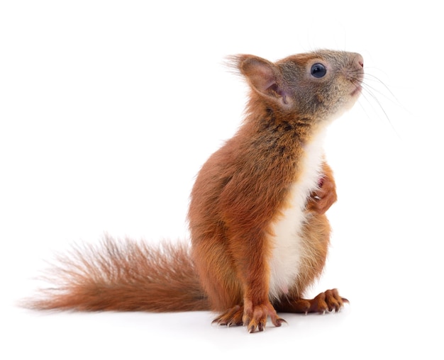 Eurasian red squirrel isolated on white background