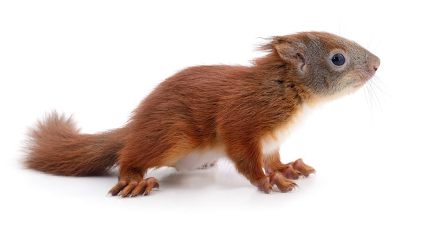 Photo eurasian red squirrel isolated on white background