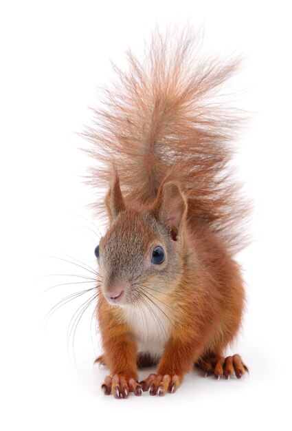 Eurasian red squirrel isolated on white background