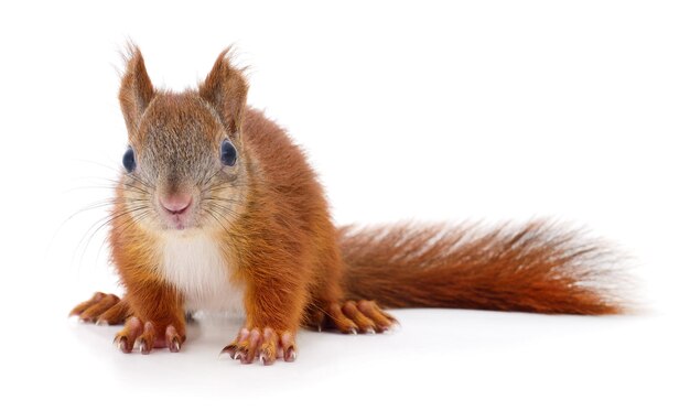 Photo eurasian red squirrel isolated on white background