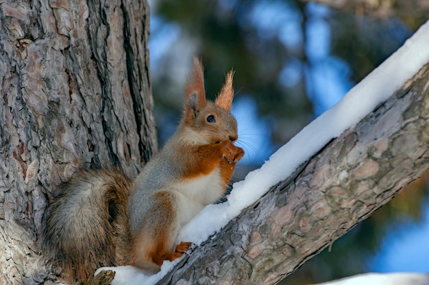 Eurasian red squirrel Sciurus vulgaris closeup portrait. Sitting on a snow-covered tree branch