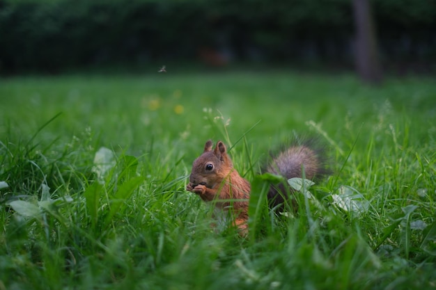 숲에서 유라시아 붉은 다람쥐 Sciurus vulgaris