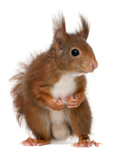 Eurasian red squirrel, Sciurus vulgaris, in front of white background