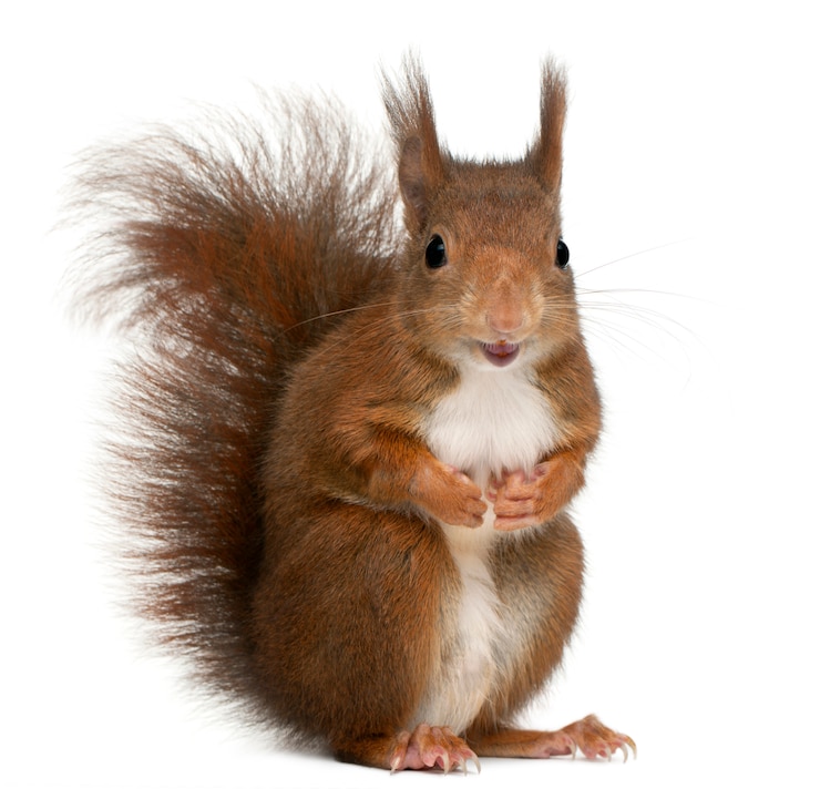 Photo eurasian red squirrel, sciurus vulgaris, in front of white background