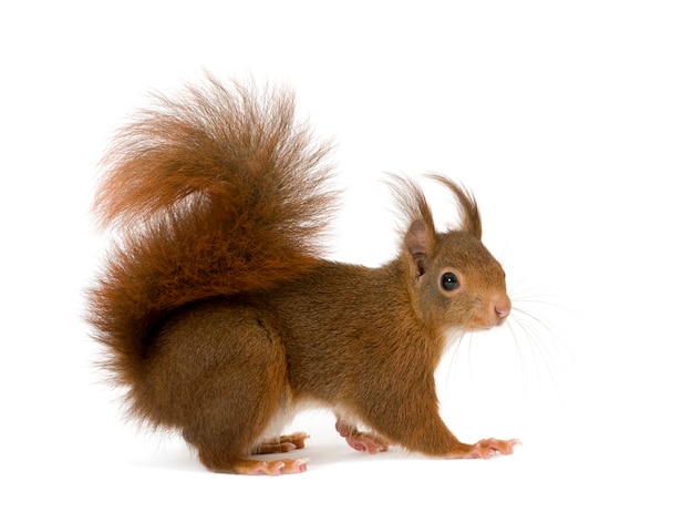 Eurasian red squirrel - Sciurus vulgaris in front on a white isolated