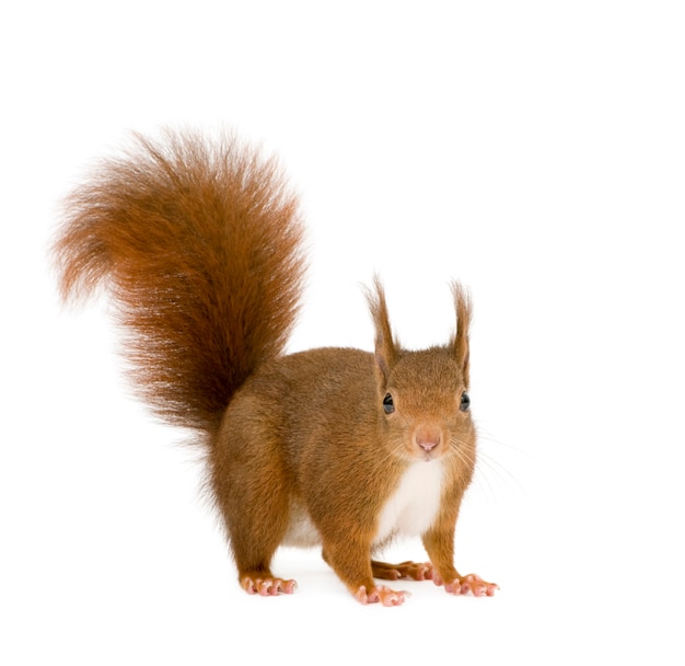 Eurasian red squirrel - Sciurus vulgaris in front on a white isolated