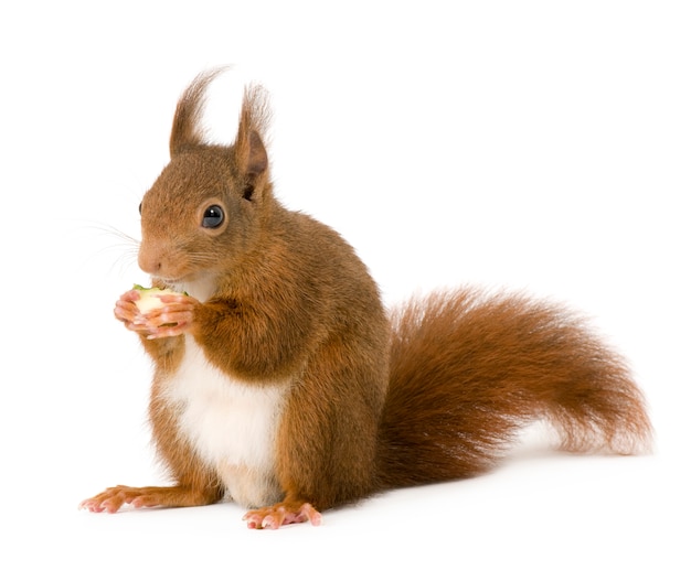 Eurasian red squirrel - Sciurus vulgaris in front on a white isolated