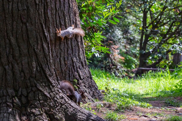 Eurasian red squirrel Sciurus vulgaris in its natural habitat in the forest Portrait of a squirrel in closeup