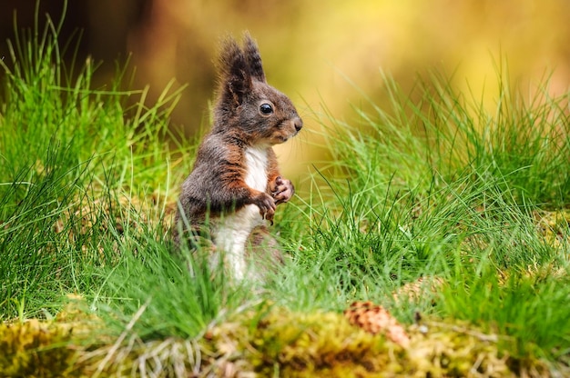 Eurasian red squirrel (Sciurus vulgaris) sitting in fresh green grass with moss and conifer cones in foreground and blurred forest in back.