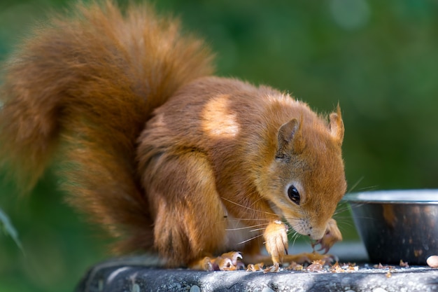 Photo eurasian red squirrel (sciurus vulgaris)