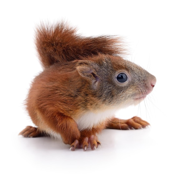 Eurasian red squirrel