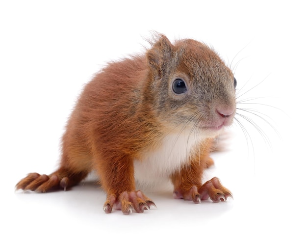 Eurasian red squirrel