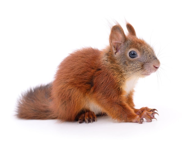 Eurasian red squirrel