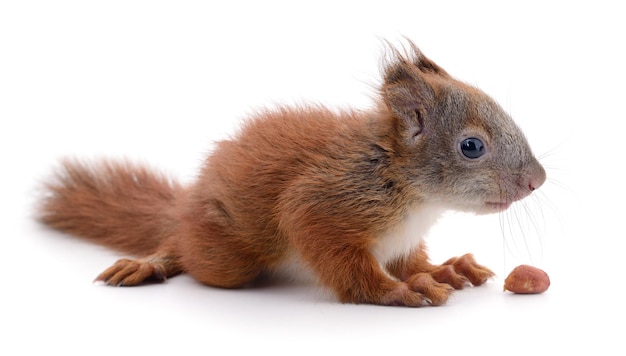 Eurasian red squirrel