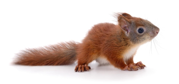 Eurasian red squirrel