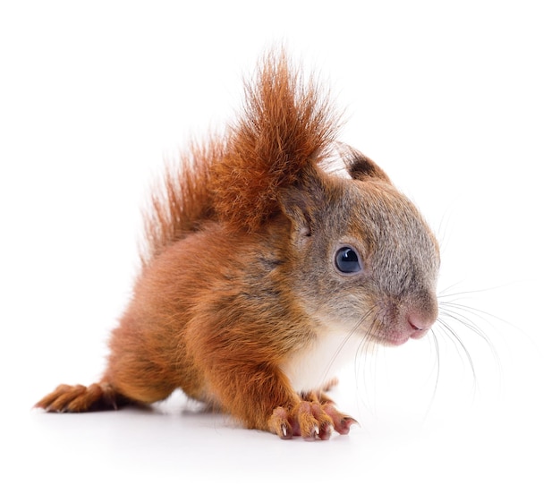 Eurasian red squirrel