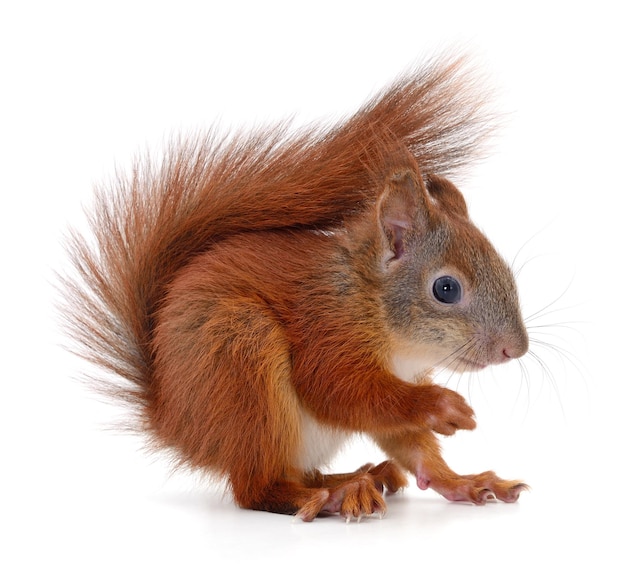 Eurasian red squirrel