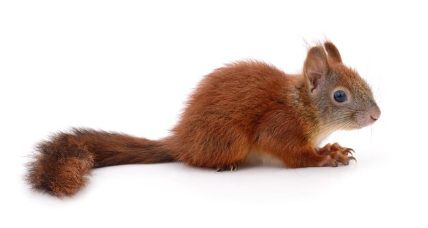 Eurasian red squirrel