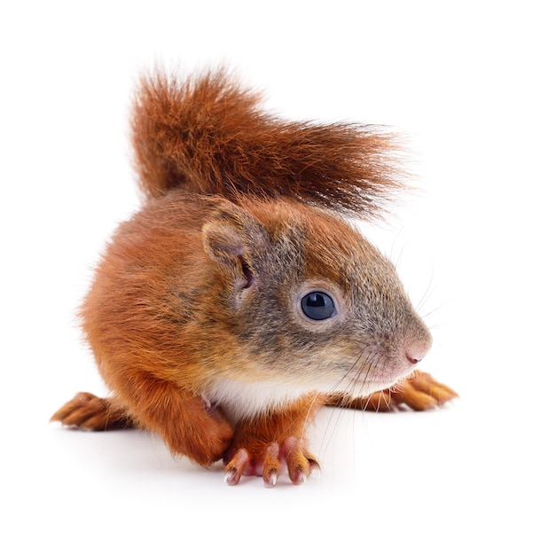 Eurasian red squirrel