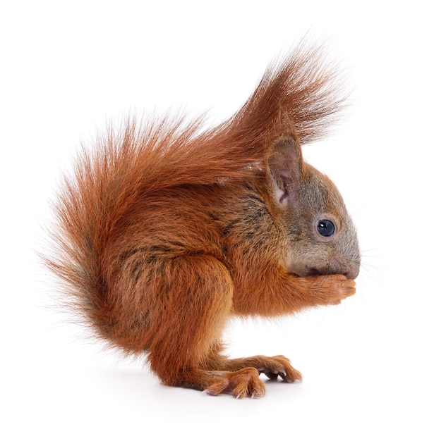 Eurasian red squirrel