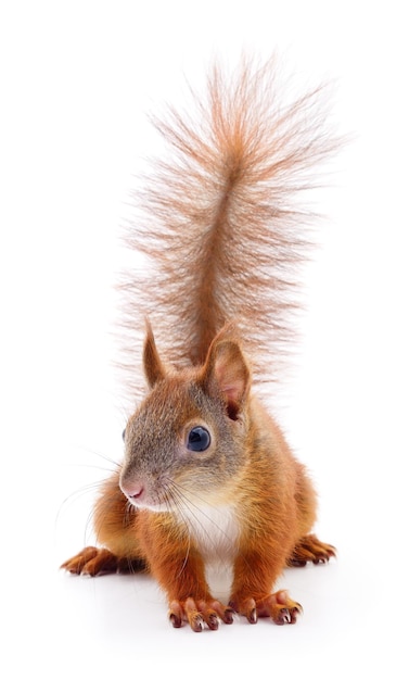 Eurasian red squirrel