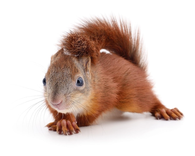 Eurasian red squirrel