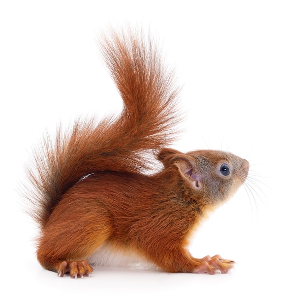 Eurasian red squirrel