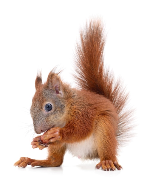 Eurasian red squirrel