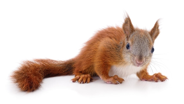 Eurasian red squirrel