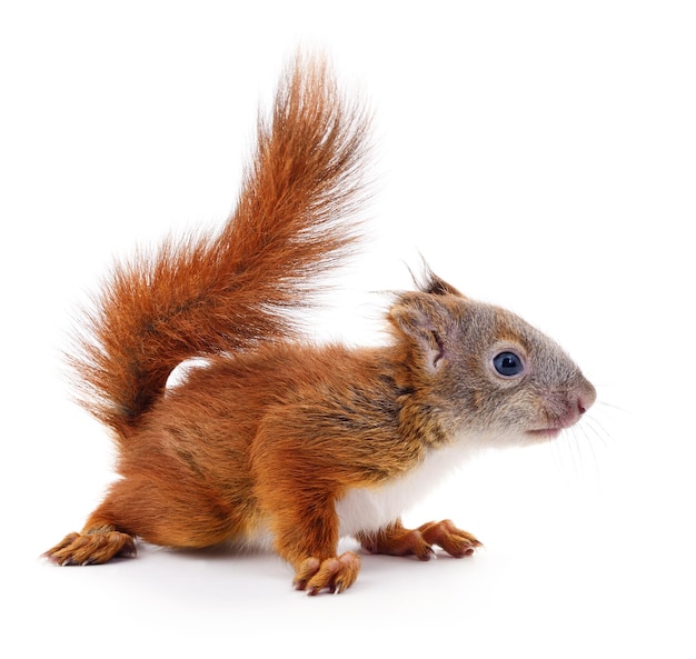 Eurasian red squirrel