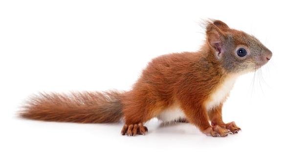 Eurasian red squirrel