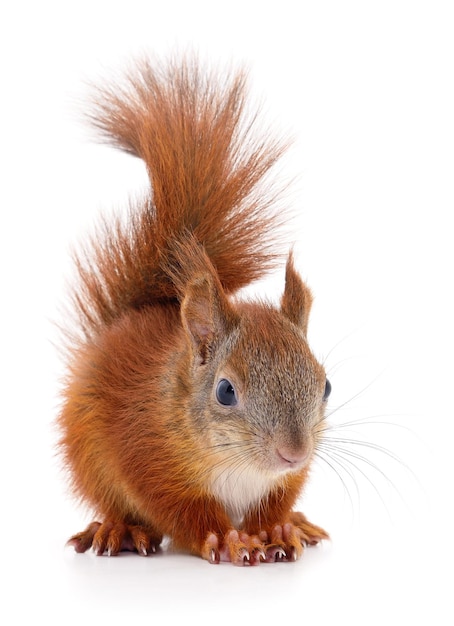 Eurasian red squirrel