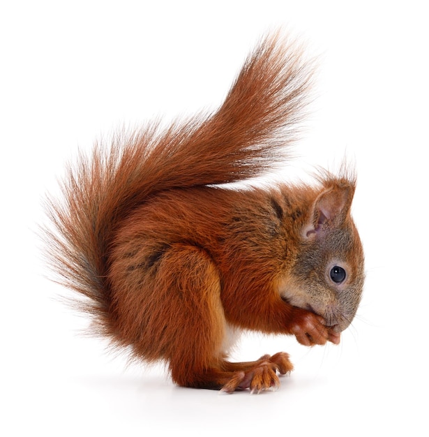 Eurasian red squirrel