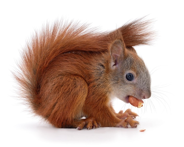 Eurasian red squirrel