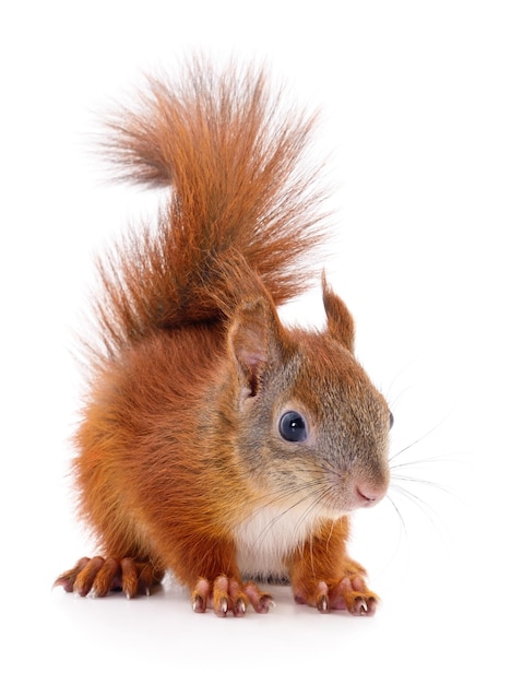 Eurasian red squirrel