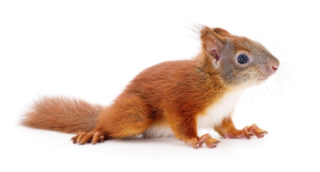 Eurasian red squirrel