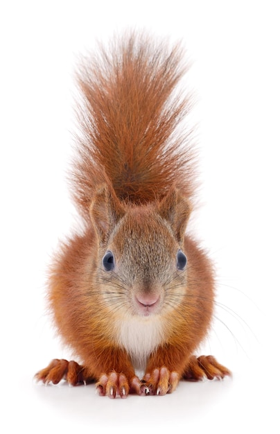 Eurasian red squirrel