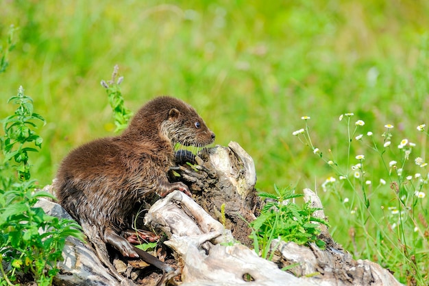 ユーラシアカワウソの赤ちゃん。ルトラルトラ。野生動物のシーン