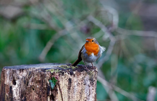 Eurasian robin foraging in the woods