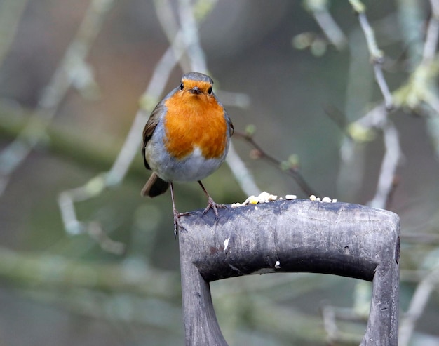 Eurasian robin perched in the garden