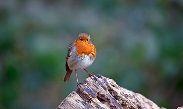 Eurasian robin perched on a log