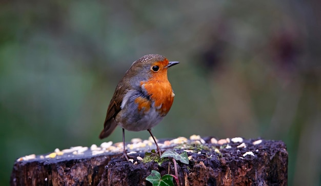 Eurasian robin perched on an old stump