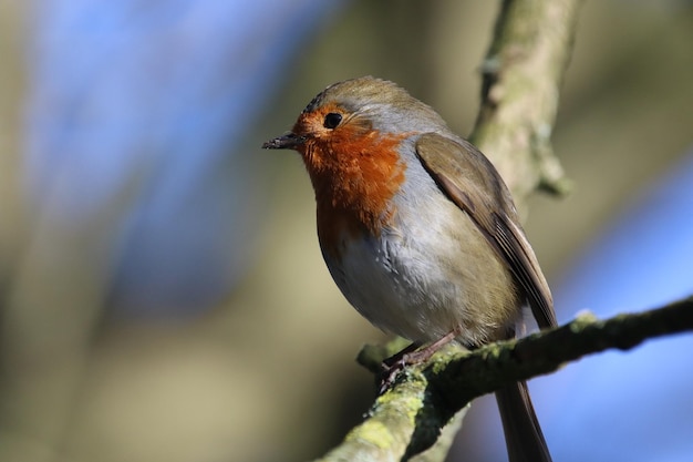 Eurasian robin perched in a tree in the woods