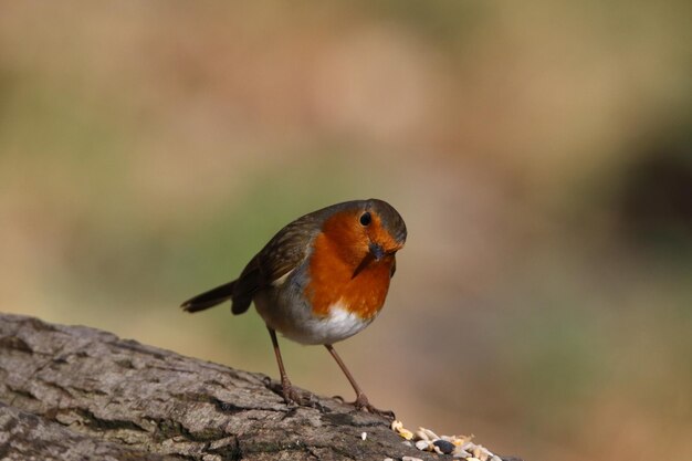 Eurasian robin perched in a tree in the woods