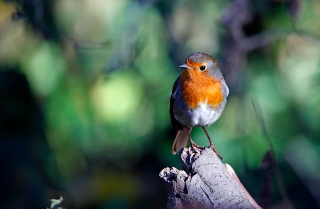 Eurasian robin at a woodland feeding area