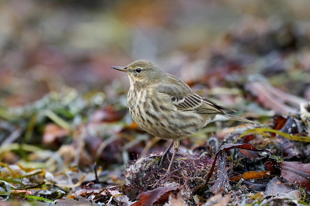 Eurasian rock pipit Anthus petrosus