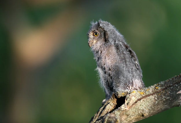 ユーラシアのコノハズクのひよこは、柔らかな夕方の光の中で枝に座って撮影されています。