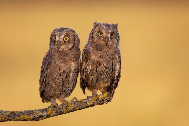 Eurasian scops owl chicks resting on a twig in spring nature